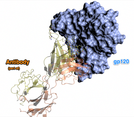 Antibody recognition of HIV gp120 - a surface marker of the HIV virus. After PDB # 4JB9